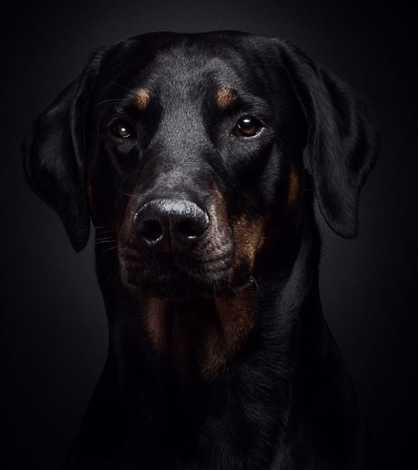 pet for sale