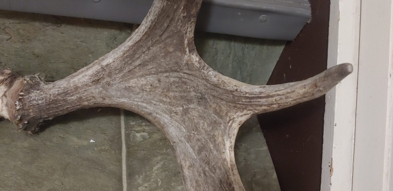 Moose antlers